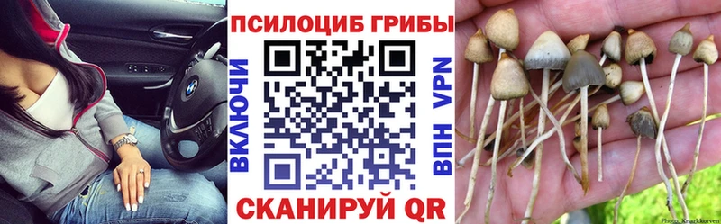 Псилоцибиновые грибы Cubensis  Кимры 